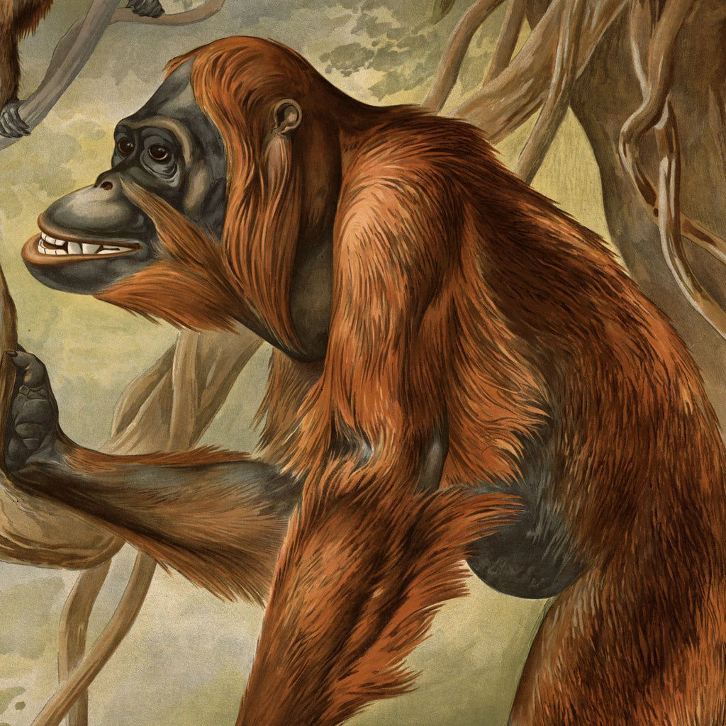 Orangutang 1910 - Anskuelsesbillede – billede 4