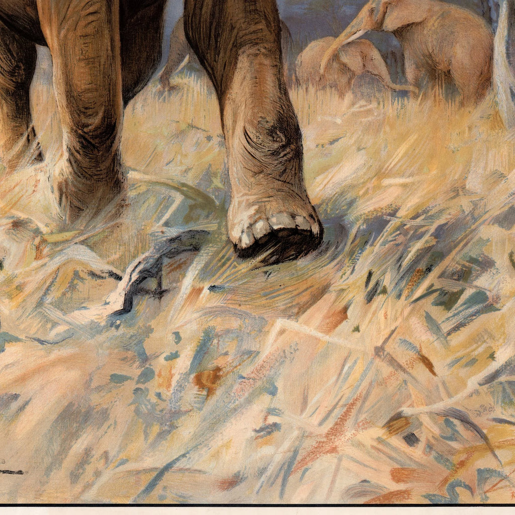 Elefant 1910 - Anskuelsesbillede – billede 4