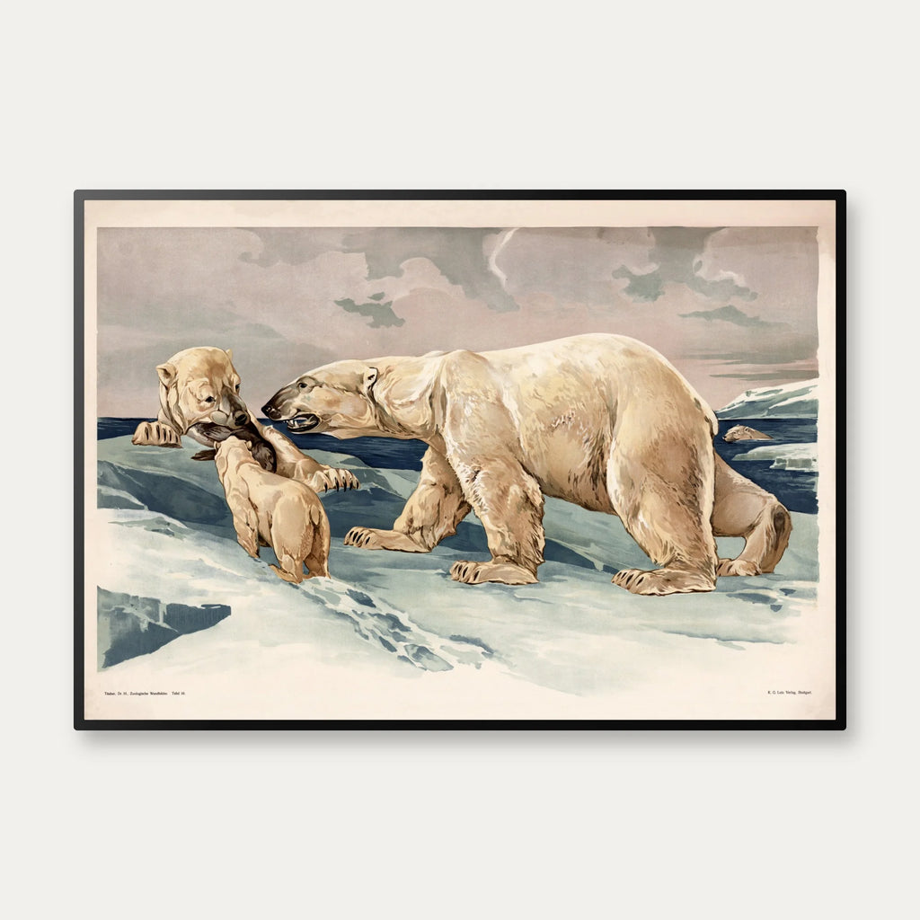 Isbjørn 1910 - Anskuelsesbillede – billede 1
