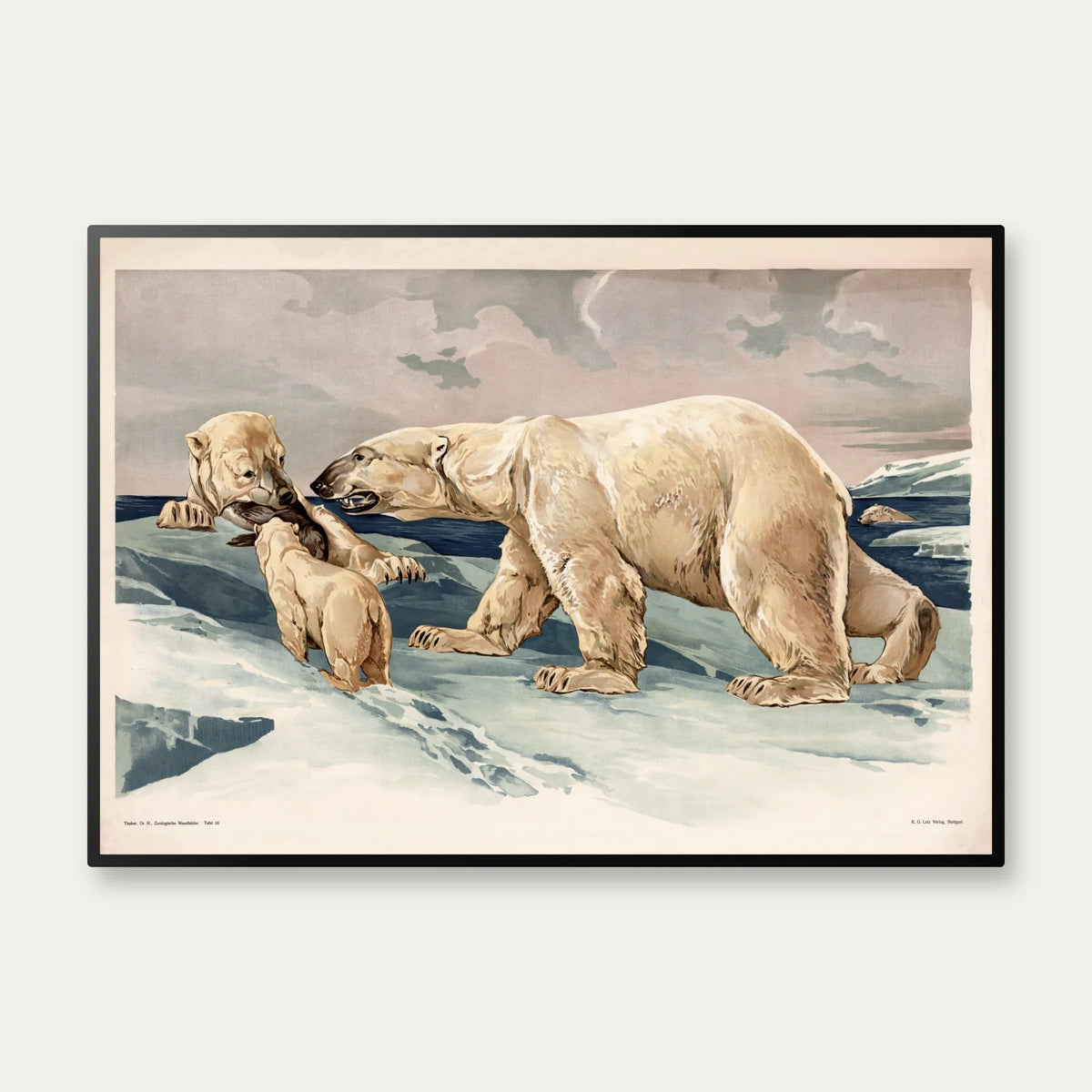 Isbjørn 1910 - Anskuelsesbillede – billede 1
