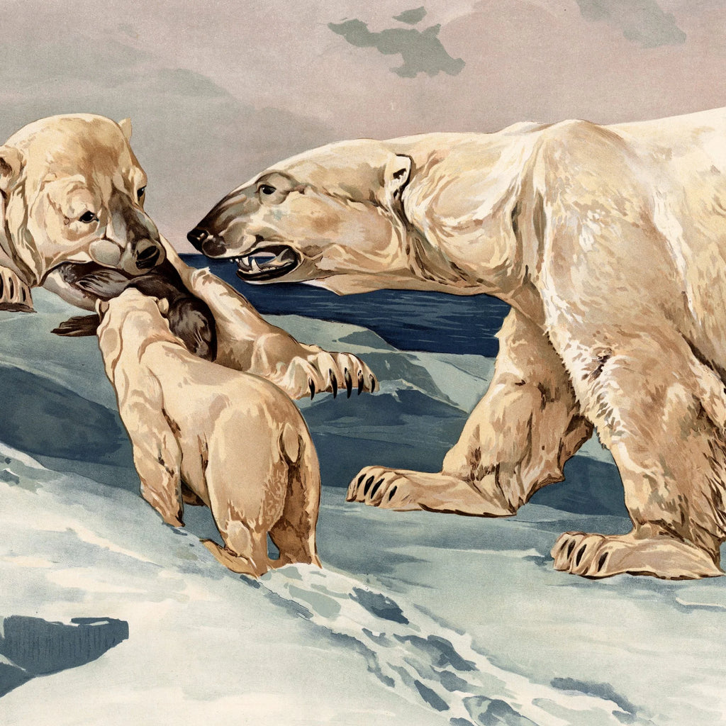 Isbjørn 1910 - Anskuelsesbillede – billede 4