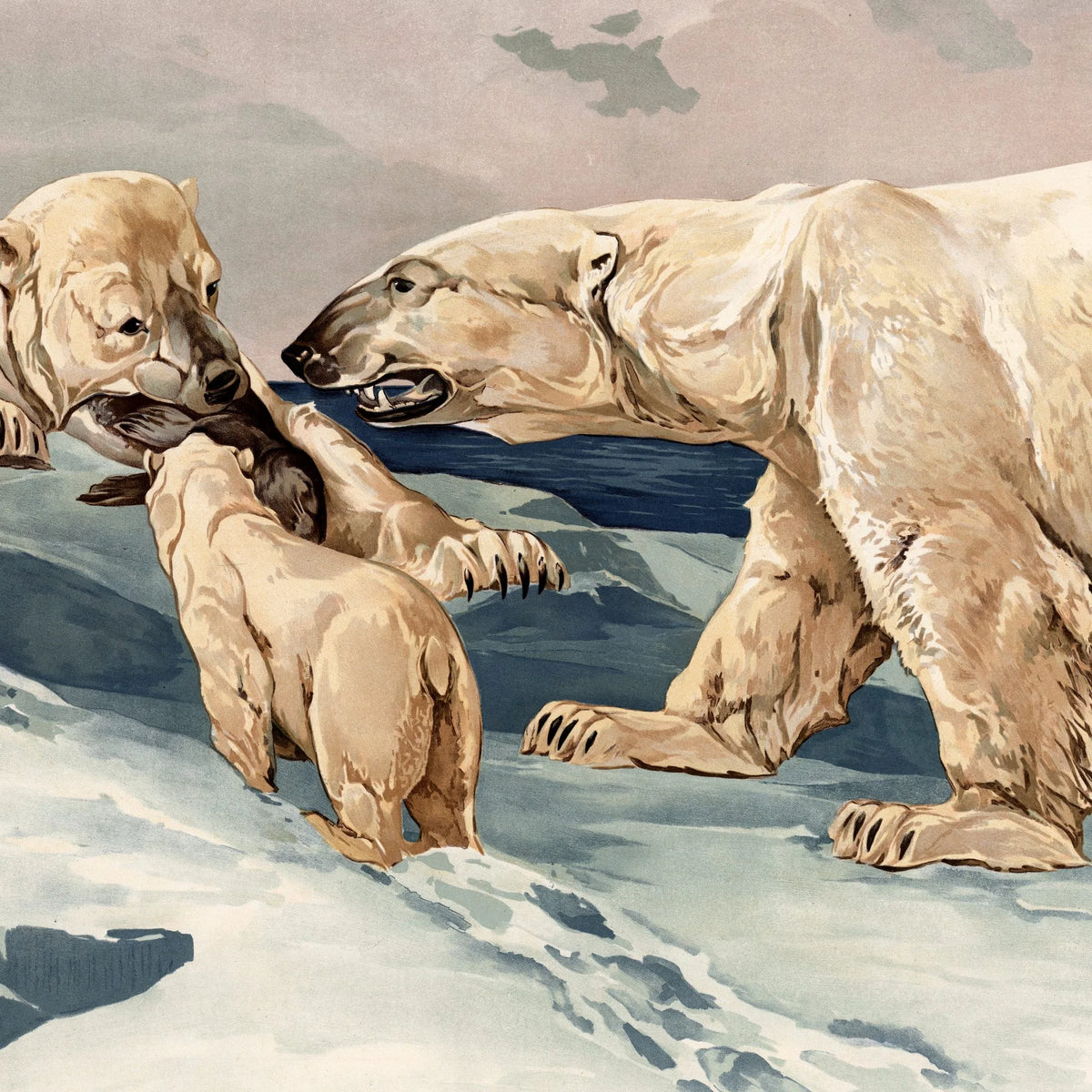 Isbjørn 1910 - Anskuelsesbillede – billede 4