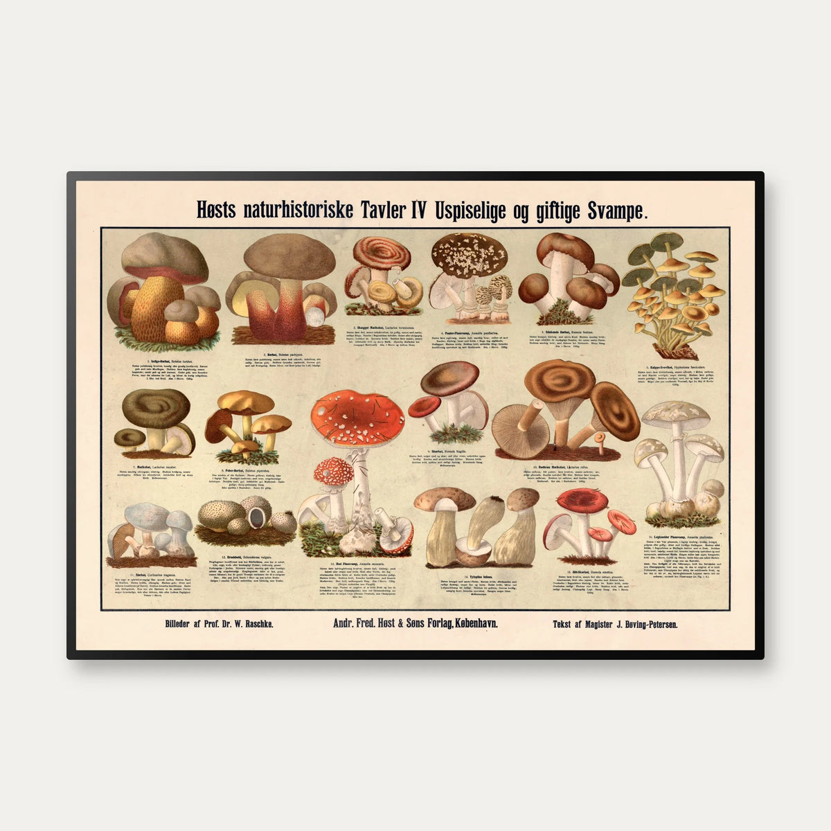 Giftige svampe 1909 - Anskuelsesbillede – billede 1