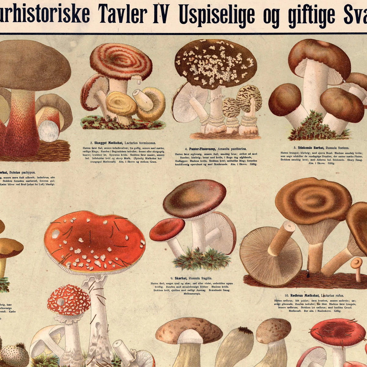Giftige svampe 1909 - Anskuelsesbillede – billede 4
