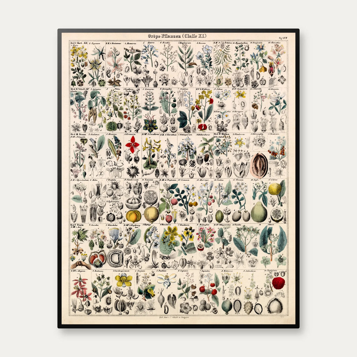 Botanisk gitter 1836 - Anskuelsesbillede - 60×74 cm – billede 1