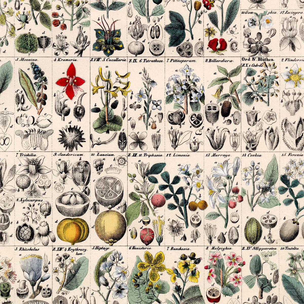 Botanisk gitter 1836 - Anskuelsesbillede - 60×74 cm – billede 4