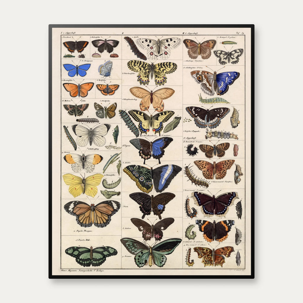 Sommerfugle og larver 1836 - Naturhistorisk tavle - 60×74 cm – billede 1