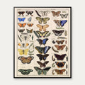 Sommerfugle og larver 1836 - Naturhistorisk tavle - 60×74 cm – billede 1