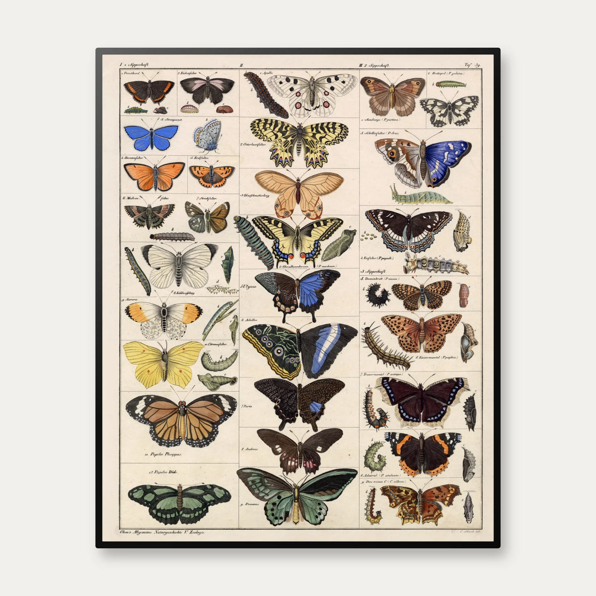 Sommerfugle og larver 1836 - Naturhistorisk tavle - 60×74 cm – billede 1