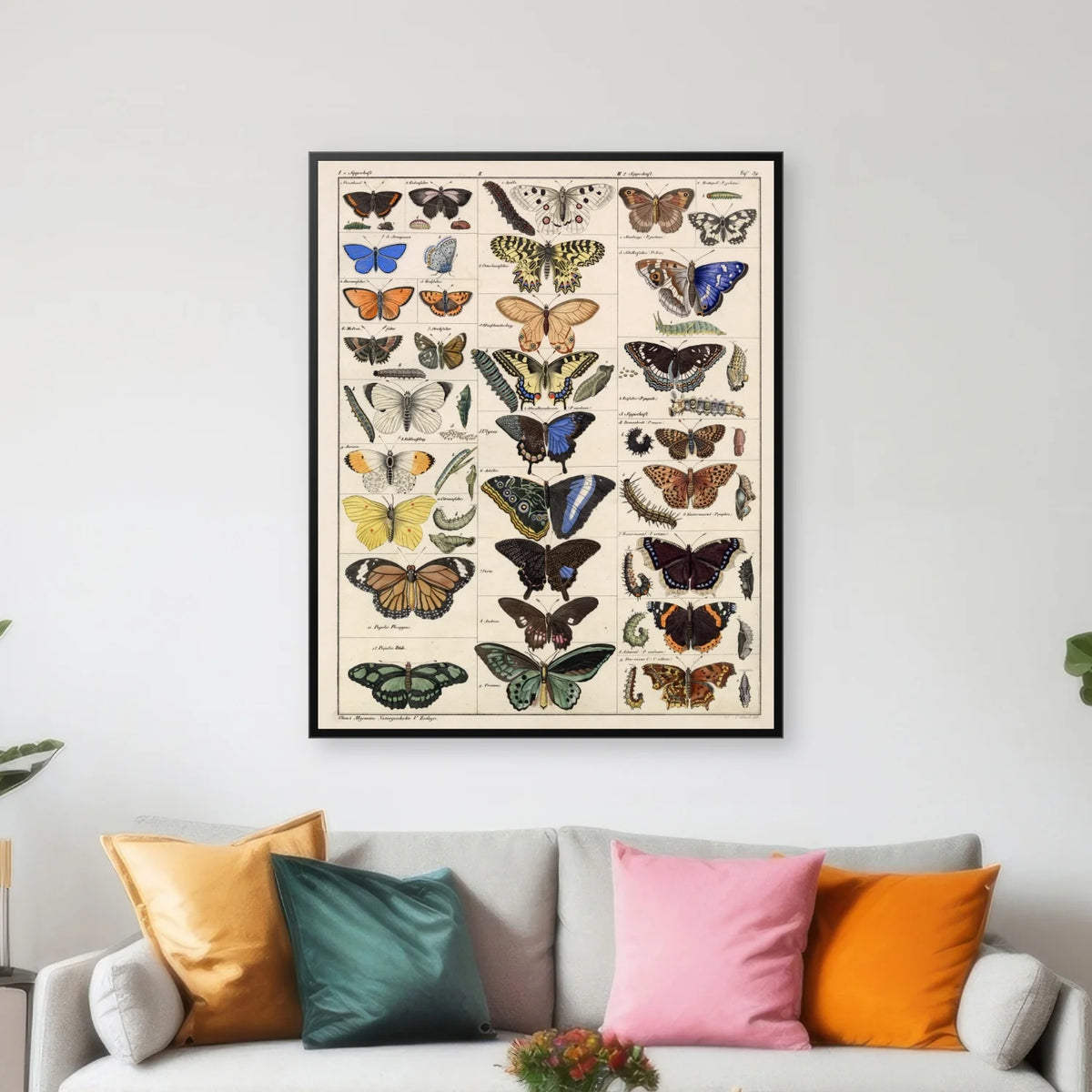 Sommerfugle og larver 1836 - Naturhistorisk tavle - 60×74 cm – billede 3