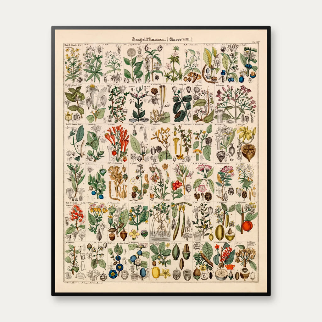 Botanisk artsgitter 1836 - Naturhistorisk tavle - 60×74 cm – billede 1