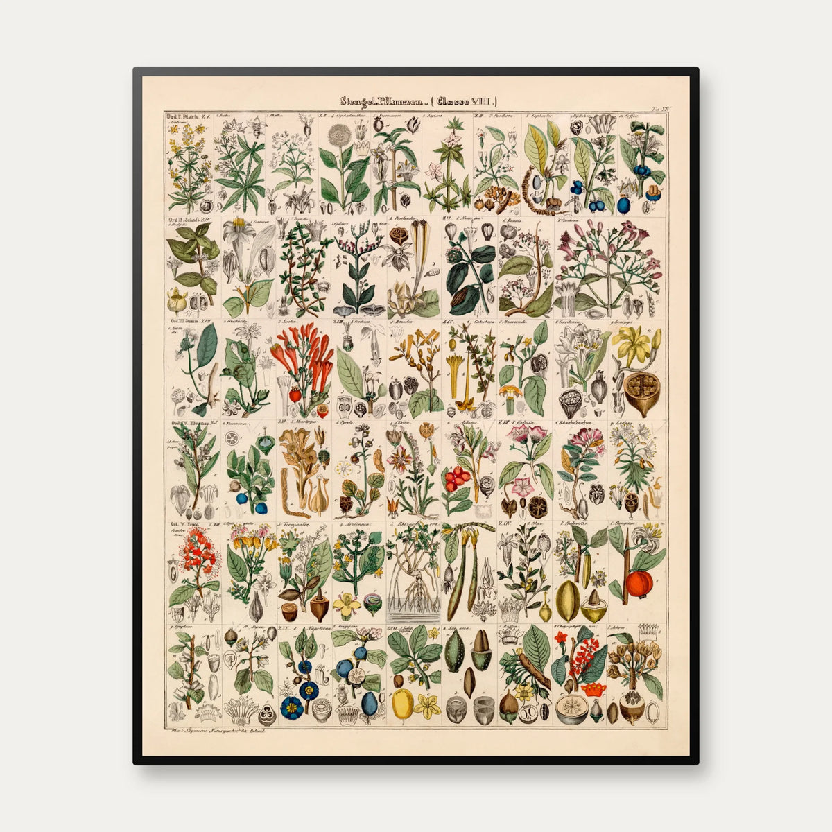 Botanisk artsgitter 1836 - Naturhistorisk tavle - 60×74 cm – billede 1