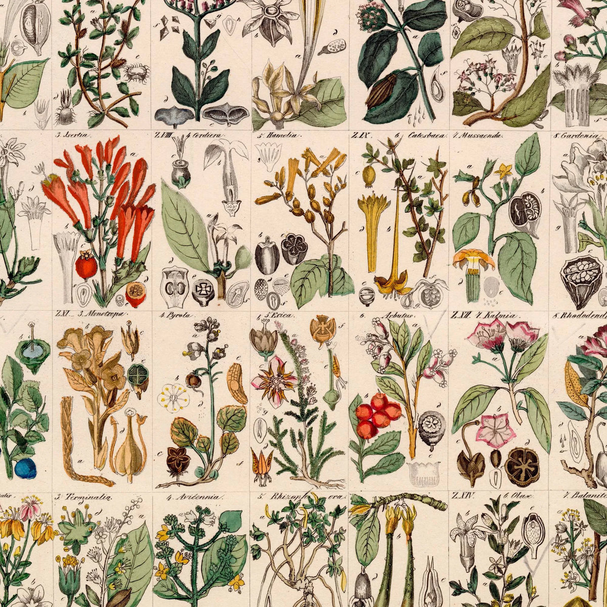 Botanisk artsgitter 1836 - Naturhistorisk tavle - 60×74 cm – billede 4