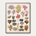 Koraller og søtræer 1836 - Naturhistorisk tavle - 60×74 cm – billede 1