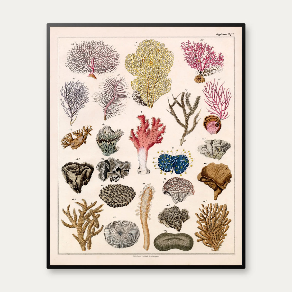 Koraller og søtræer 1836 - Naturhistorisk tavle - 60×74 cm – billede 1