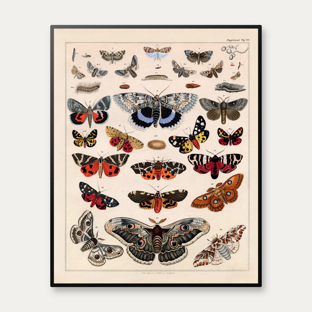 Sommerfugle & larver 1836 - Naturhistorisk tavle - 60×74 cm – billede 1