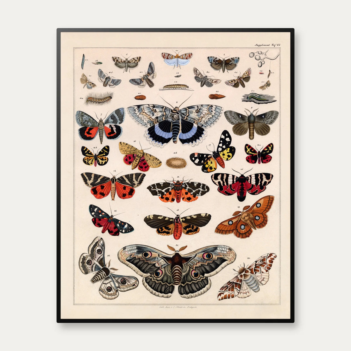 Sommerfugle & larver 1836 - Naturhistorisk tavle - 60×74 cm – billede 1