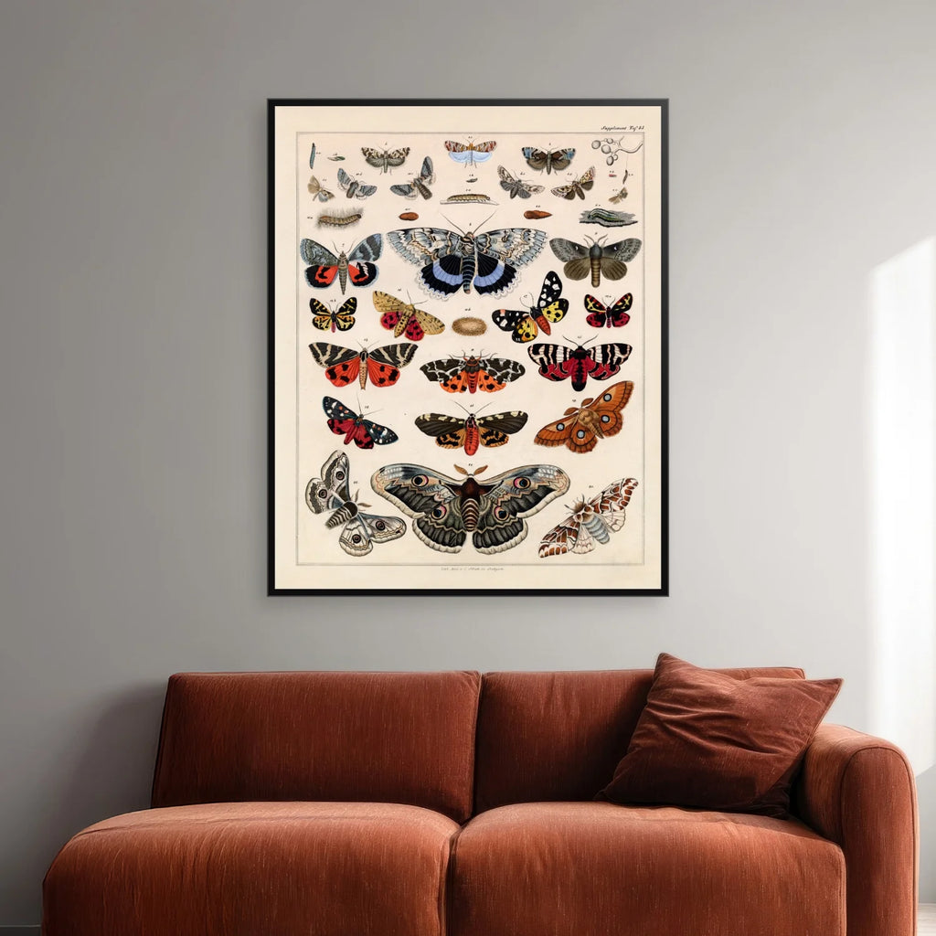 Sommerfugle & larver 1836 - Naturhistorisk tavle - 60×74 cm – billede 2