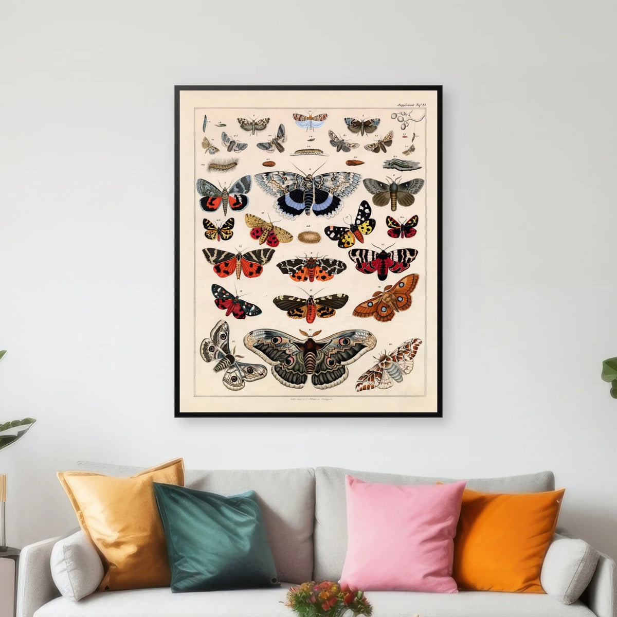 Sommerfugle & larver 1836 - Naturhistorisk tavle - 60×74 cm – billede 3
