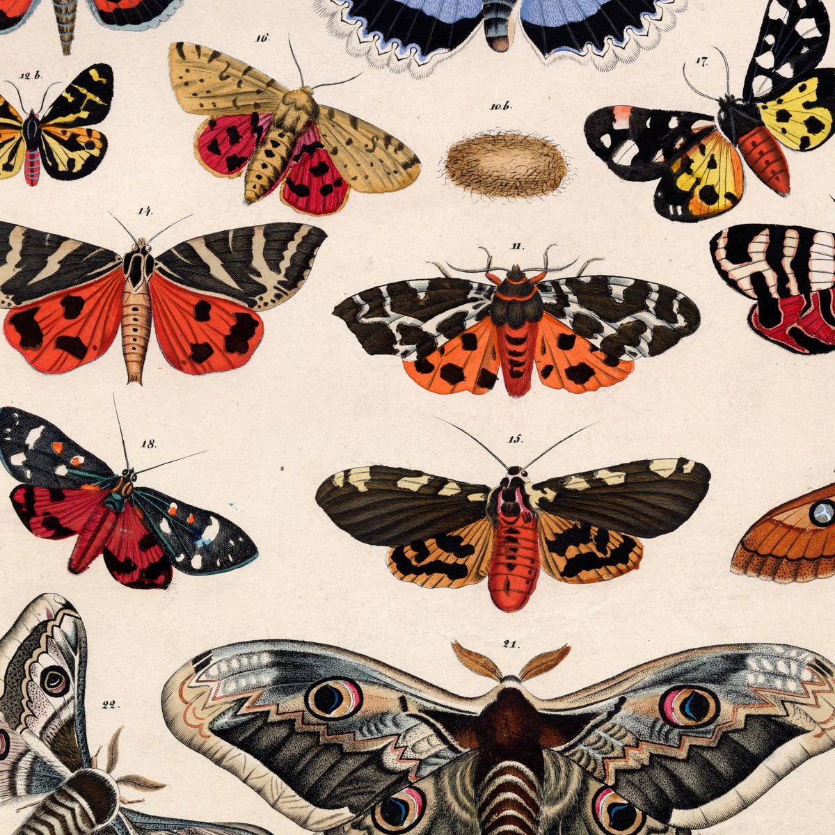 Sommerfugle & larver 1836 - Naturhistorisk tavle - 60×74 cm – billede 4