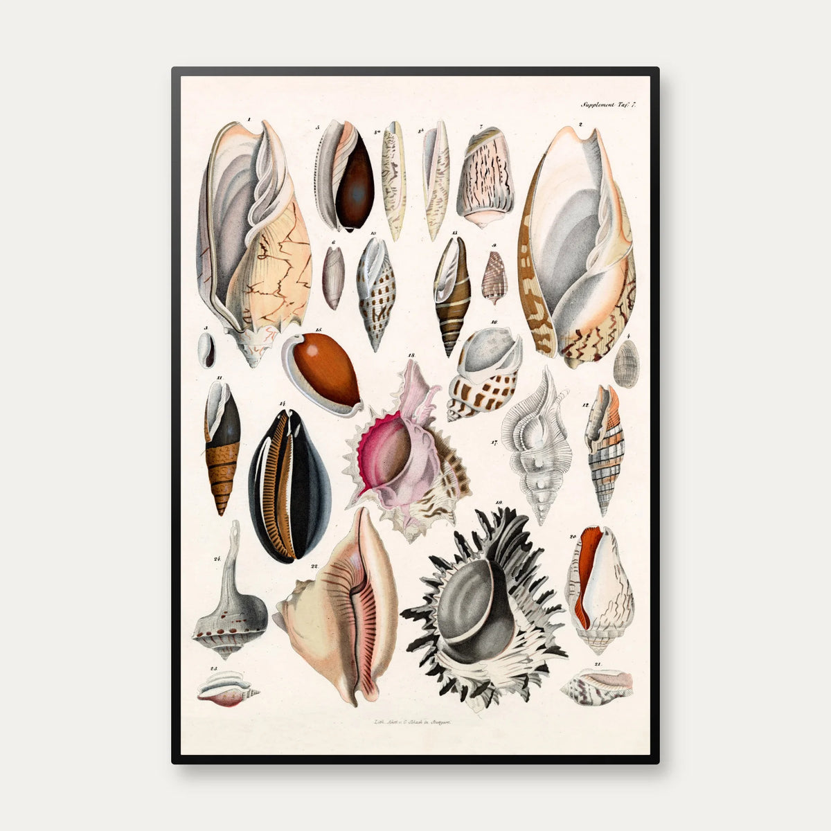 Søskaller 1836 - Naturhistorisk tavle – billede 1