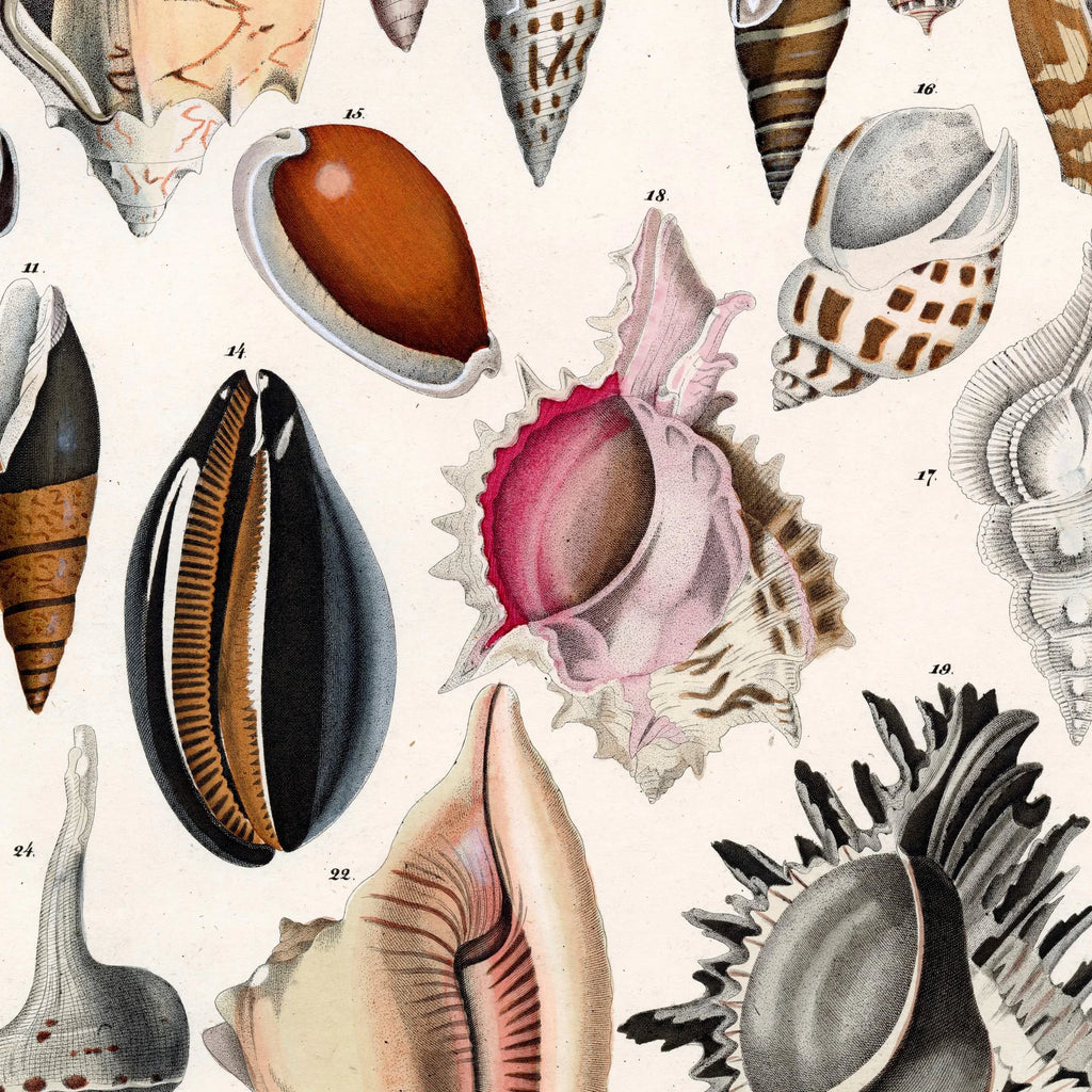 Søskaller 1836 - Naturhistorisk tavle – billede 4