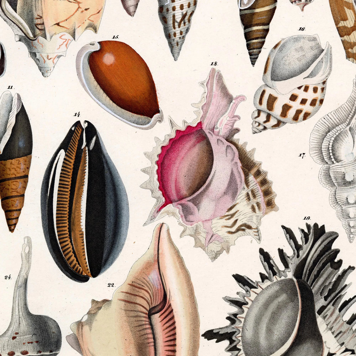 Søskaller 1836 - Naturhistorisk tavle – billede 4