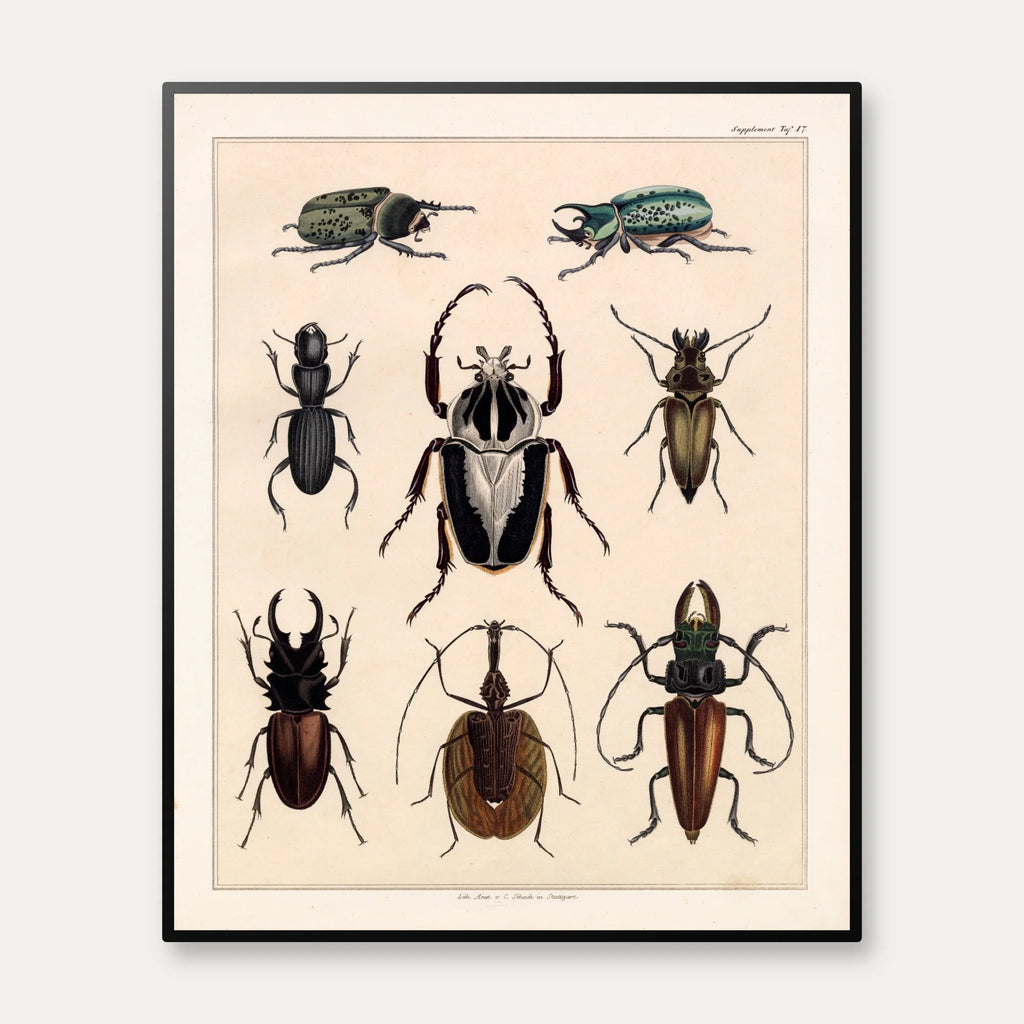Biller og insekter 1836 - Naturhistorisk tavle - 60×74 cm – billede 1
