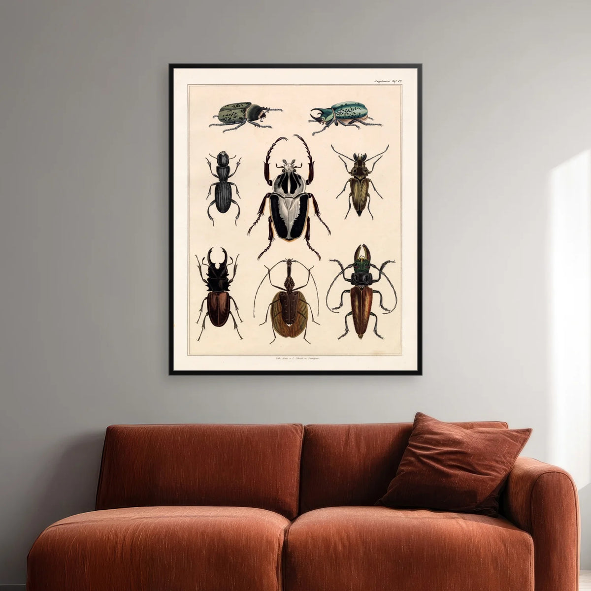 Biller og insekter 1836 - Naturhistorisk tavle - 60×74 cm – billede 2