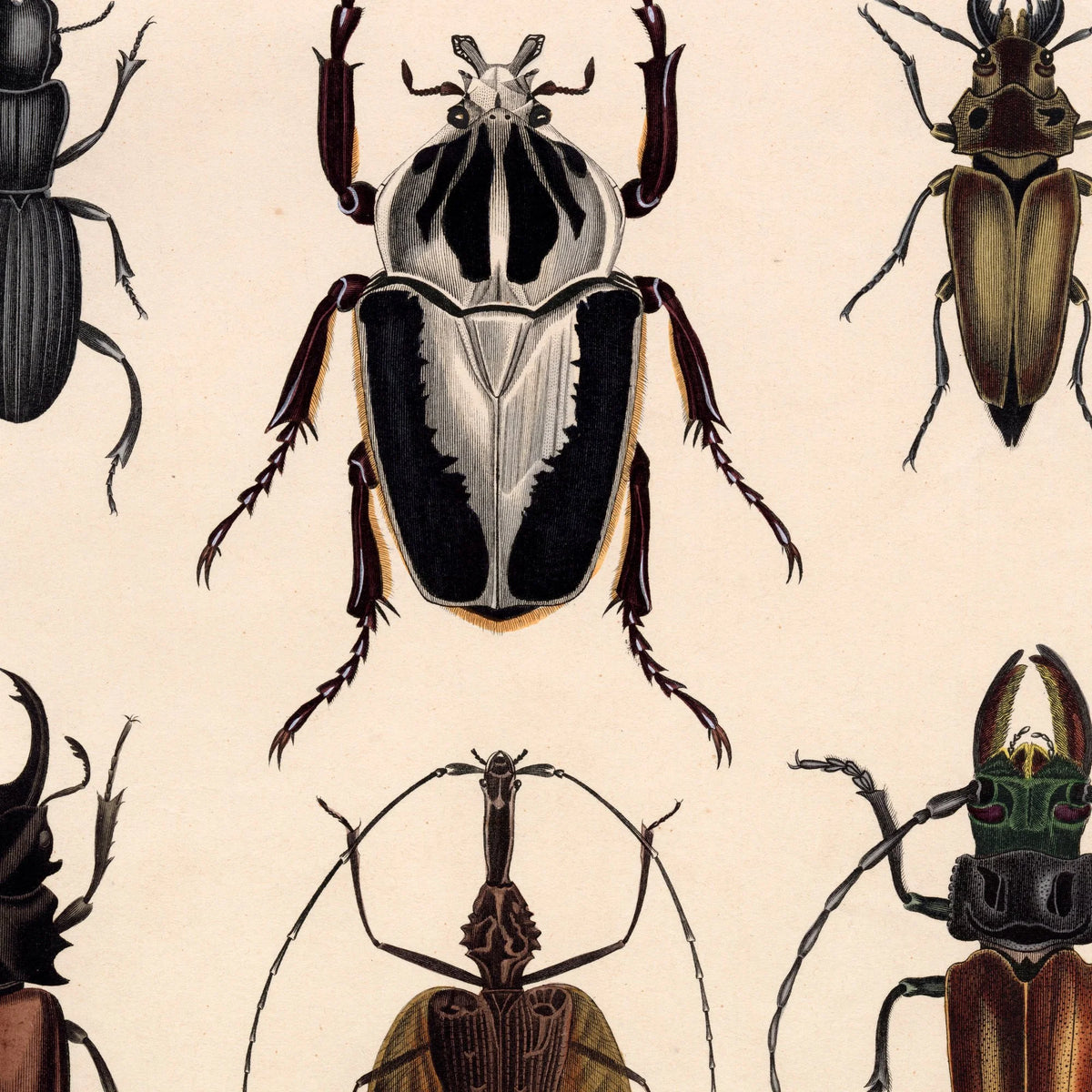 Biller og insekter 1836 - Naturhistorisk tavle - 60×74 cm – billede 4