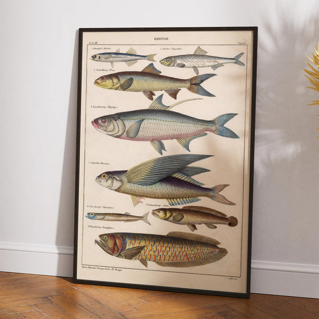Fisk i profil 1836 - Naturhistorisk tavle – billede 2