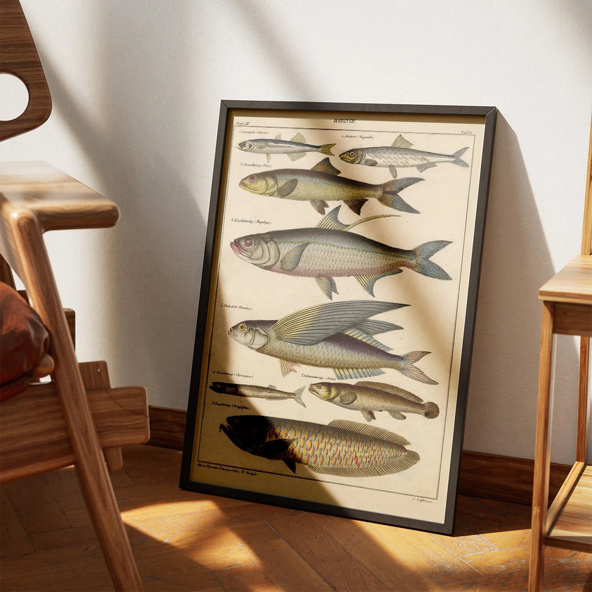 Fisk i profil 1836 - Naturhistorisk tavle – billede 3