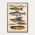 Fisk i profil 1836 - Naturhistorisk tavle – billede 1