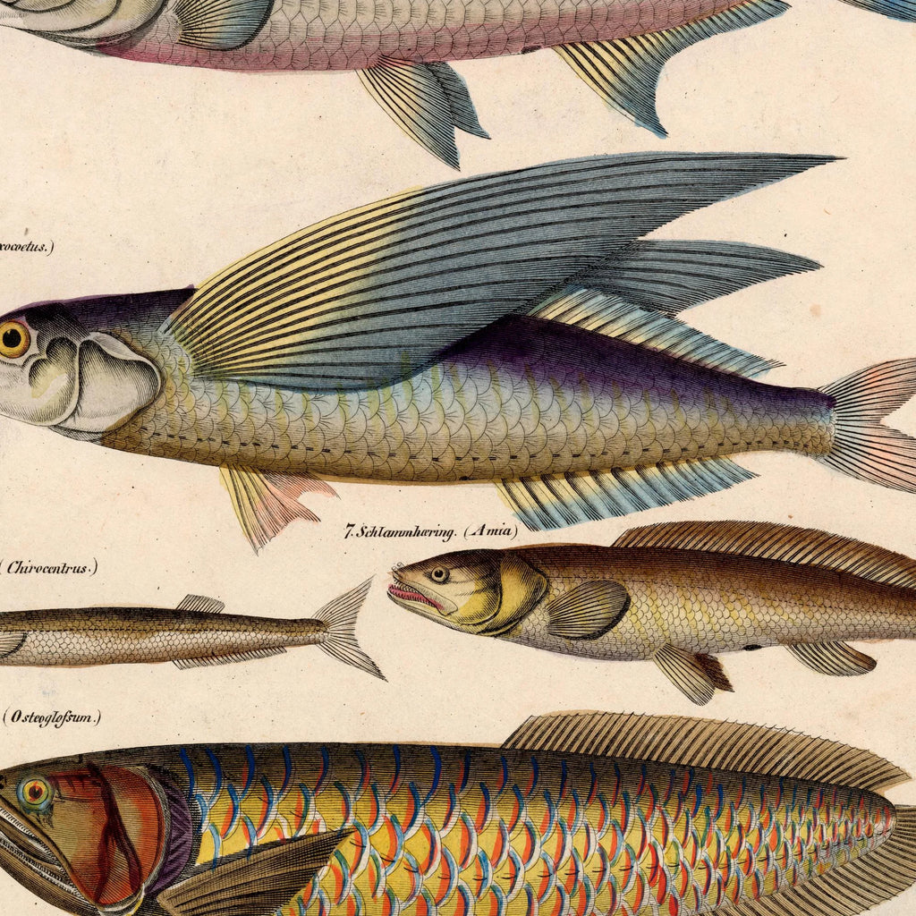 Fisk i profil 1836 - Naturhistorisk tavle – billede 4