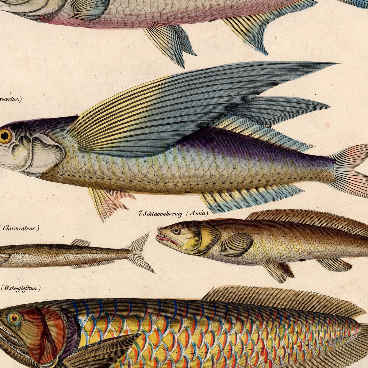 Fisk i profil 1836 - Naturhistorisk tavle – billede 4
