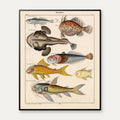 Særlige fisk 1836 - Naturhistorisk tavle - 60×74 cm – billede 1