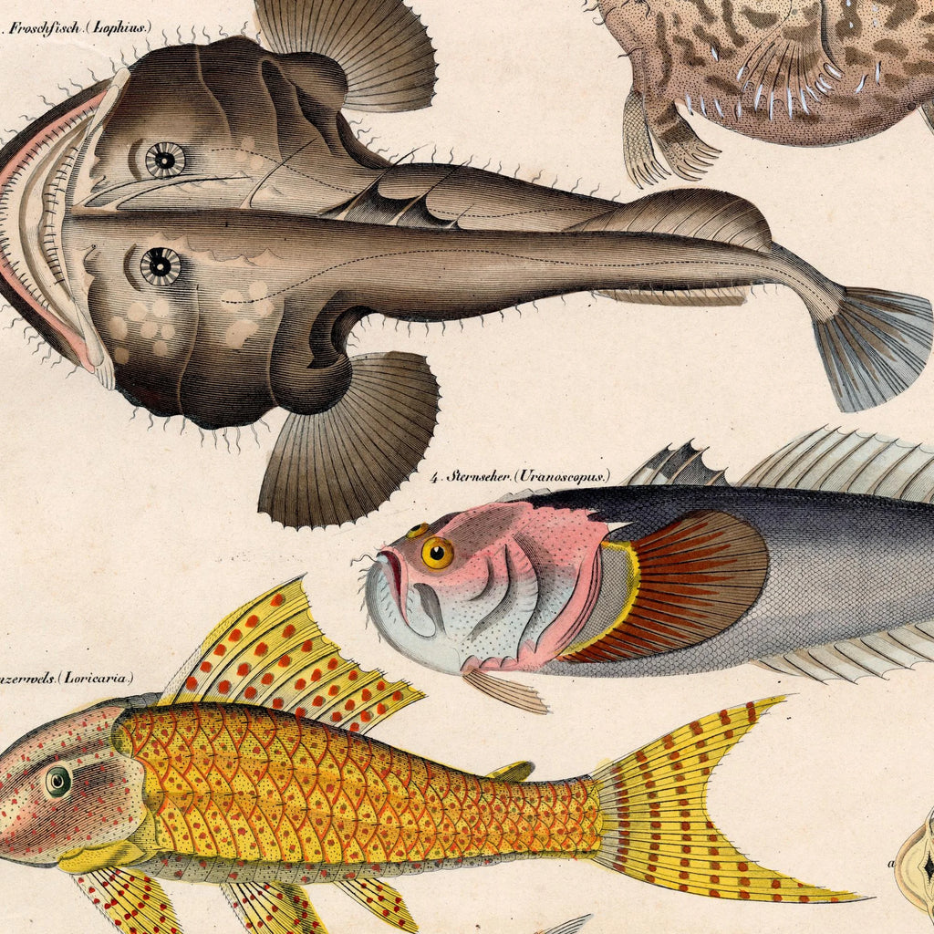 Særlige fisk 1836 - Naturhistorisk tavle - 60×74 cm – billede 4