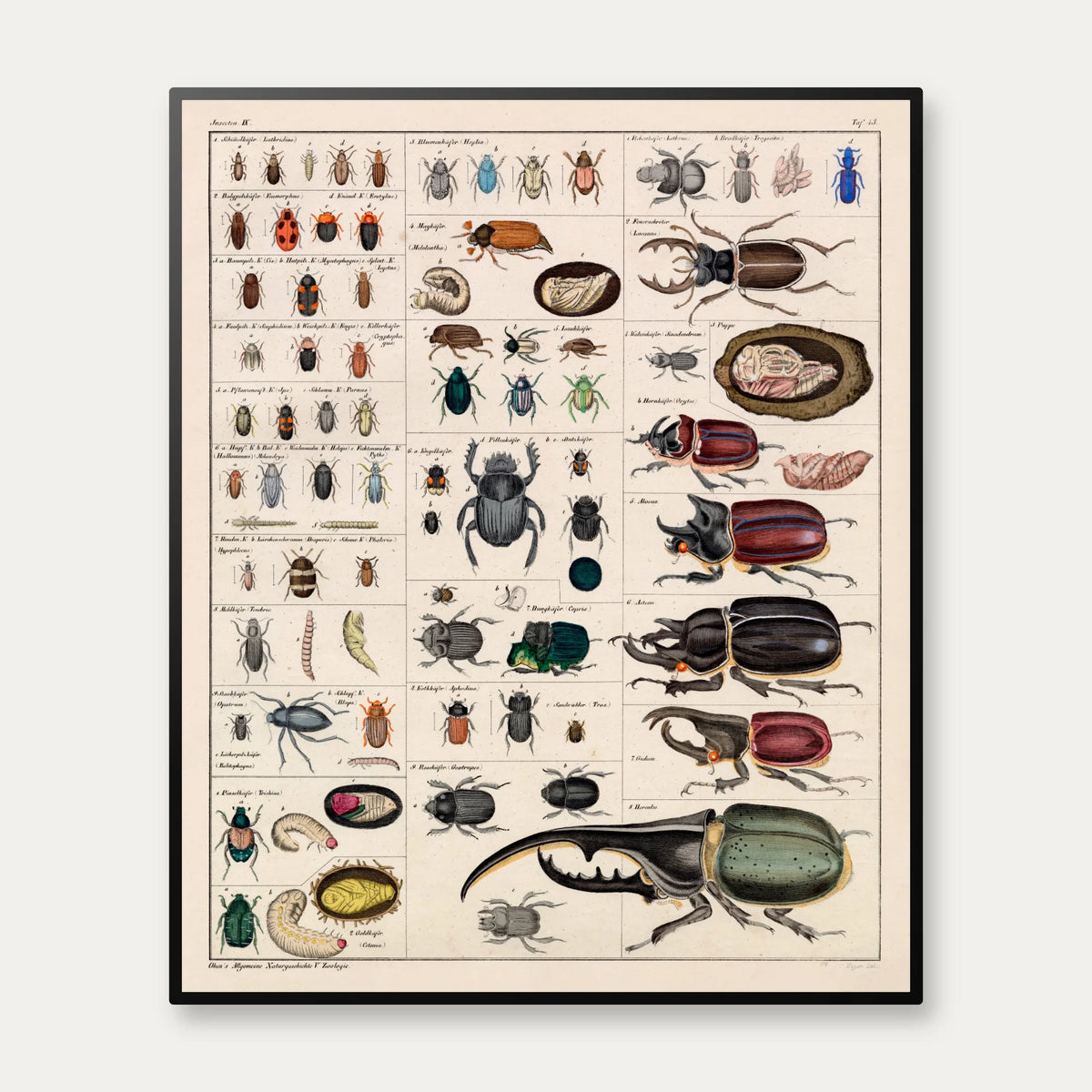 Billekompendium 1836 - Naturhistorisk tavle - 60×73 cm – billede 1