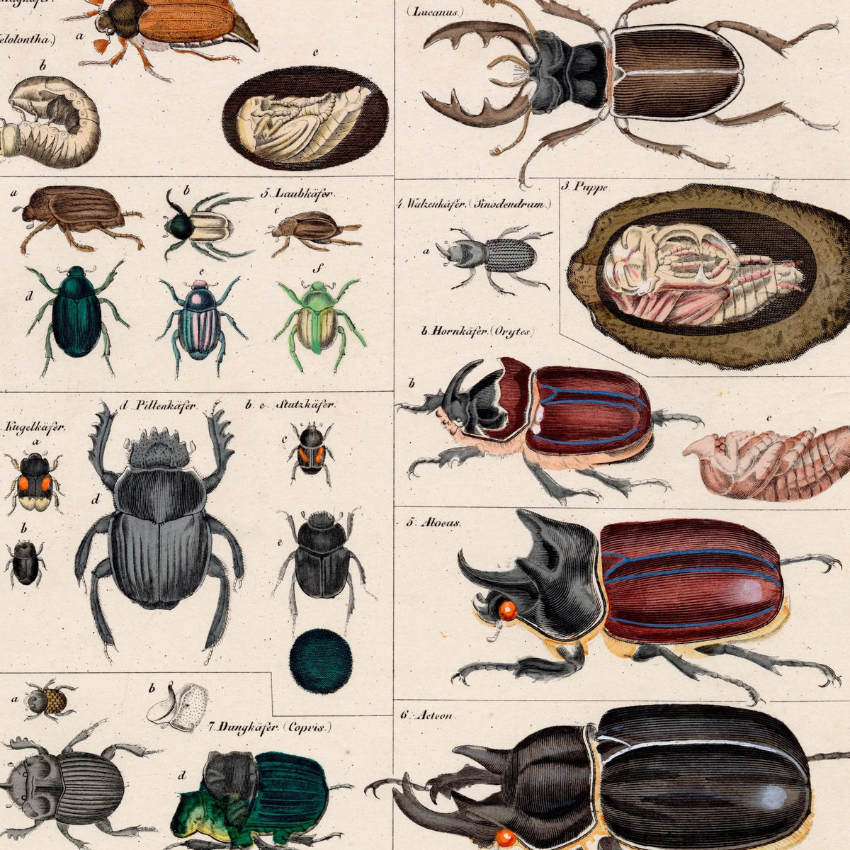 Billekompendium 1836 - Naturhistorisk tavle - 60×73 cm – billede 4