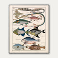 Farverige fisk 1836 - Naturhistorisk tavle - 60×72 cm – billede 1