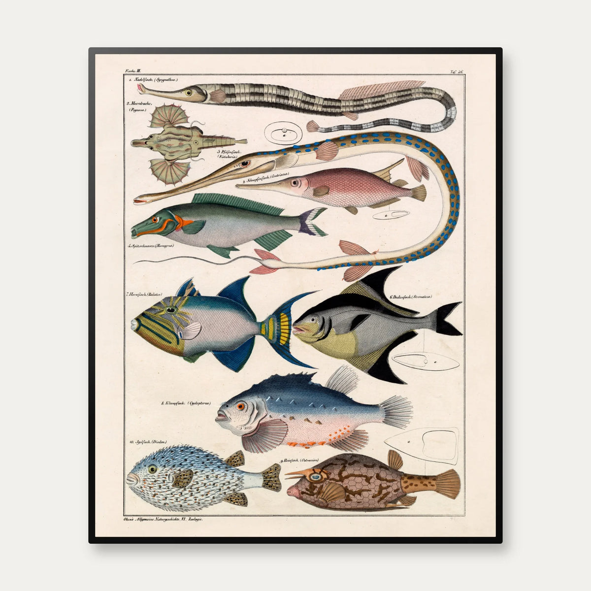Farverige fisk 1836 - Naturhistorisk tavle - 60×72 cm – billede 1