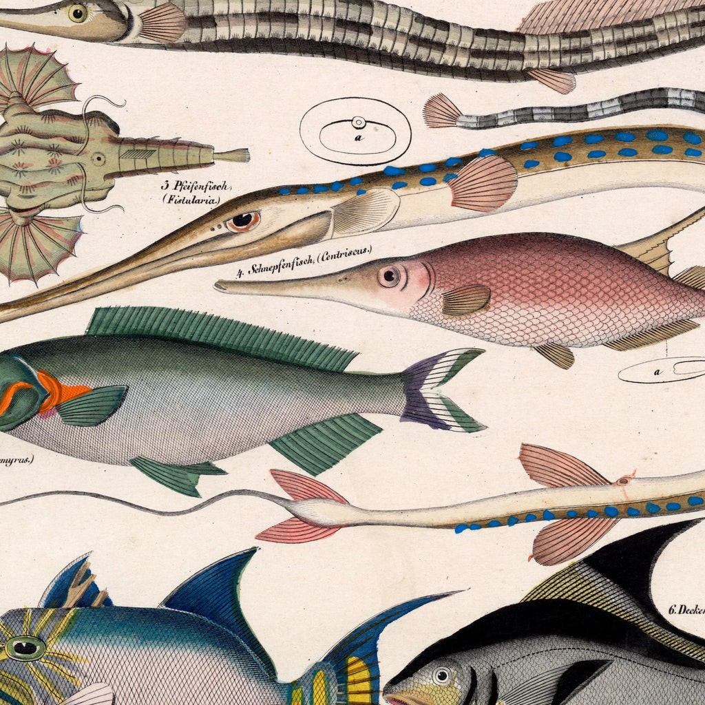 Farverige fisk 1836 - Naturhistorisk tavle - 60×72 cm – billede 4