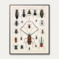 Langhornsbille og insekter 1836 - Naturhistorisk tavle - 60×75 cm – billede 1