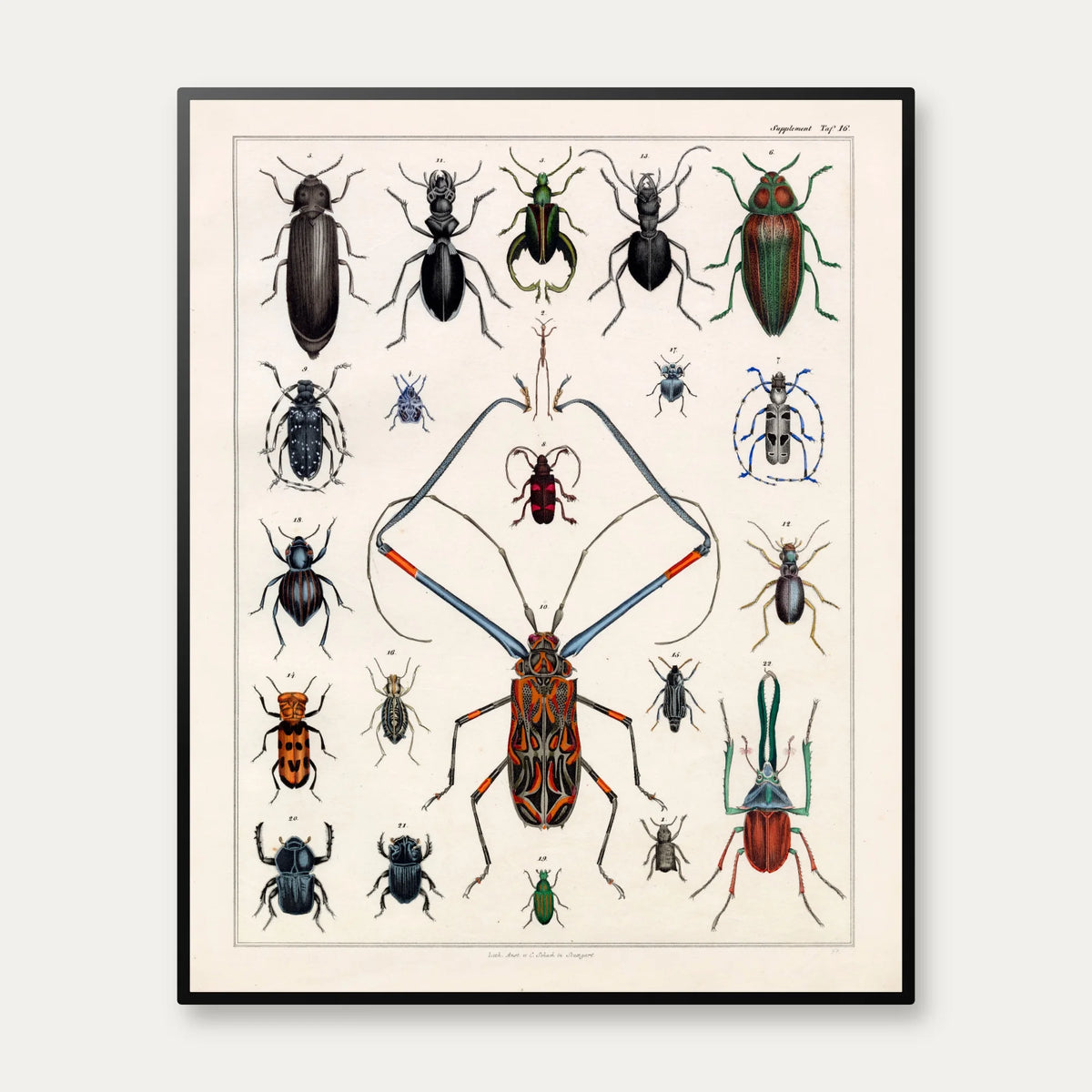 Langhornsbille og insekter 1836 - Naturhistorisk tavle - 60×75 cm – billede 1