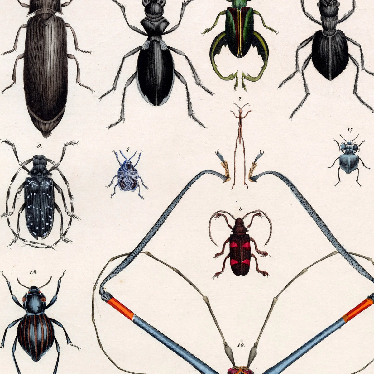 Langhornsbille og insekter 1836 - Naturhistorisk tavle - 60×75 cm – billede 4