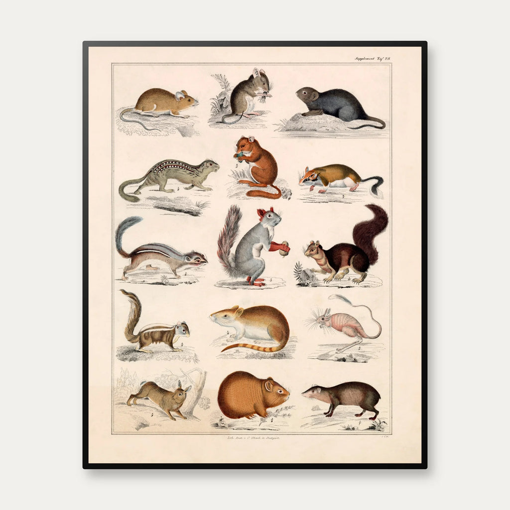 Små pattedyr og firben 1836 - Naturhistorisk tavle - 60×74 cm – billede 1