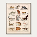 Små pattedyr og firben 1836 - Naturhistorisk tavle - 60×74 cm – billede 1