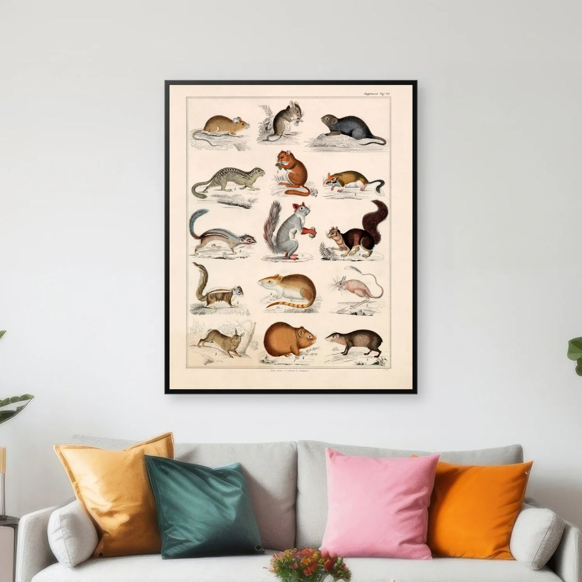 Små pattedyr og firben 1836 - Naturhistorisk tavle - 60×74 cm – billede 3