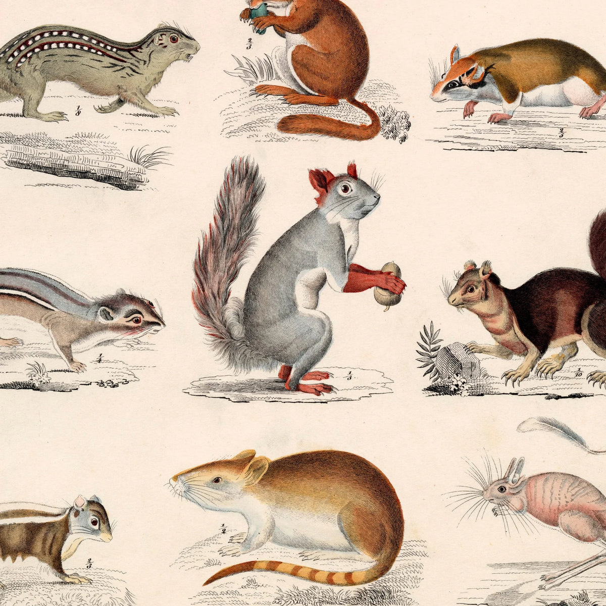 Små pattedyr og firben 1836 - Naturhistorisk tavle - 60×74 cm – billede 4