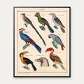 Eksotiske fugle 1836 - Naturhistorisk tavle - 60×74 cm – billede 1